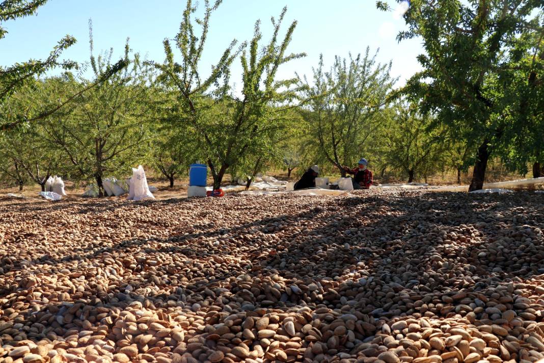 Elazığ'da hasadı başladı. 400 ton rekolte bekleniyor 2